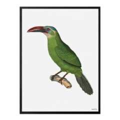  VANILLA FLY "GREEN BIRD"POSTER CON CORNICE NERA  20X25